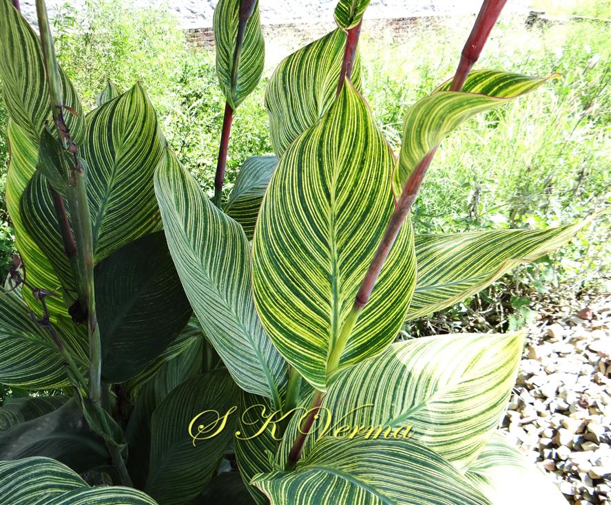  Leafy  shoots